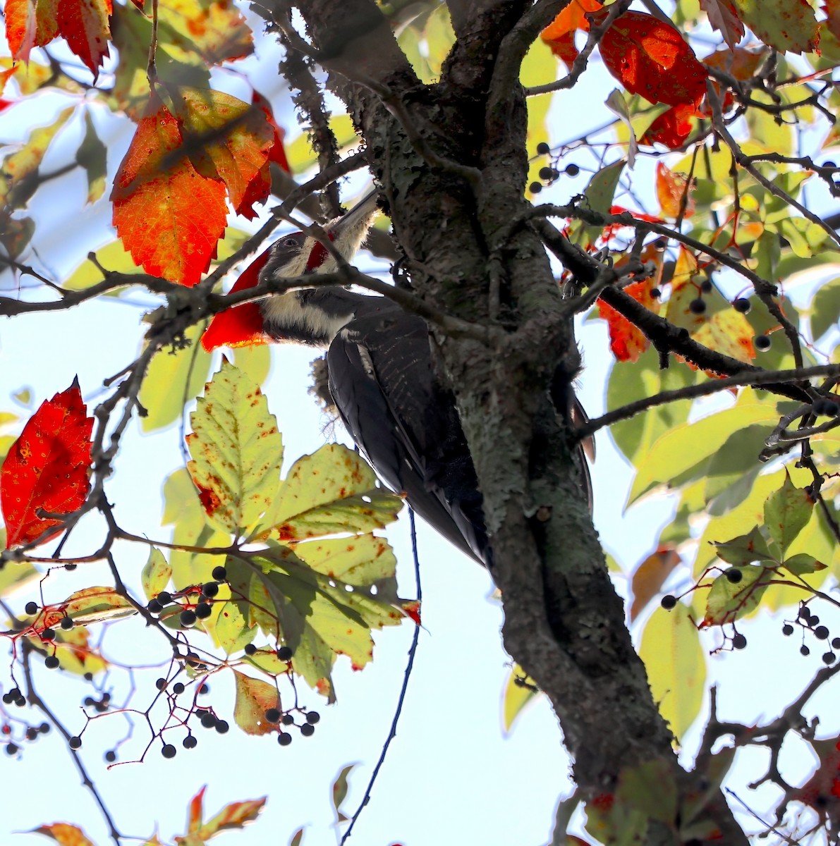 Pileated Woodpecker - Lori White