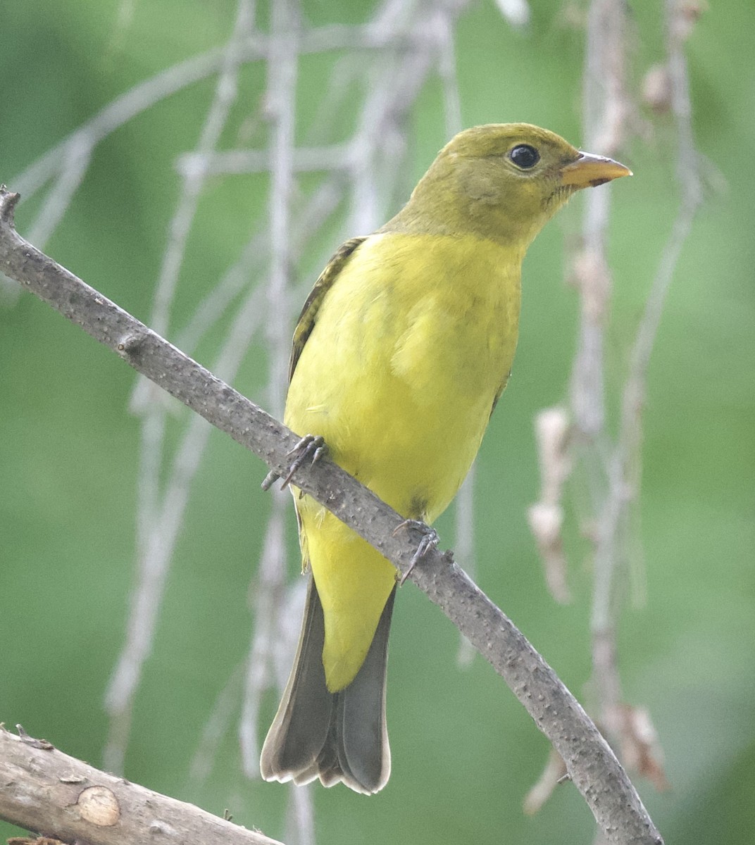 Western Tanager - ML608583162