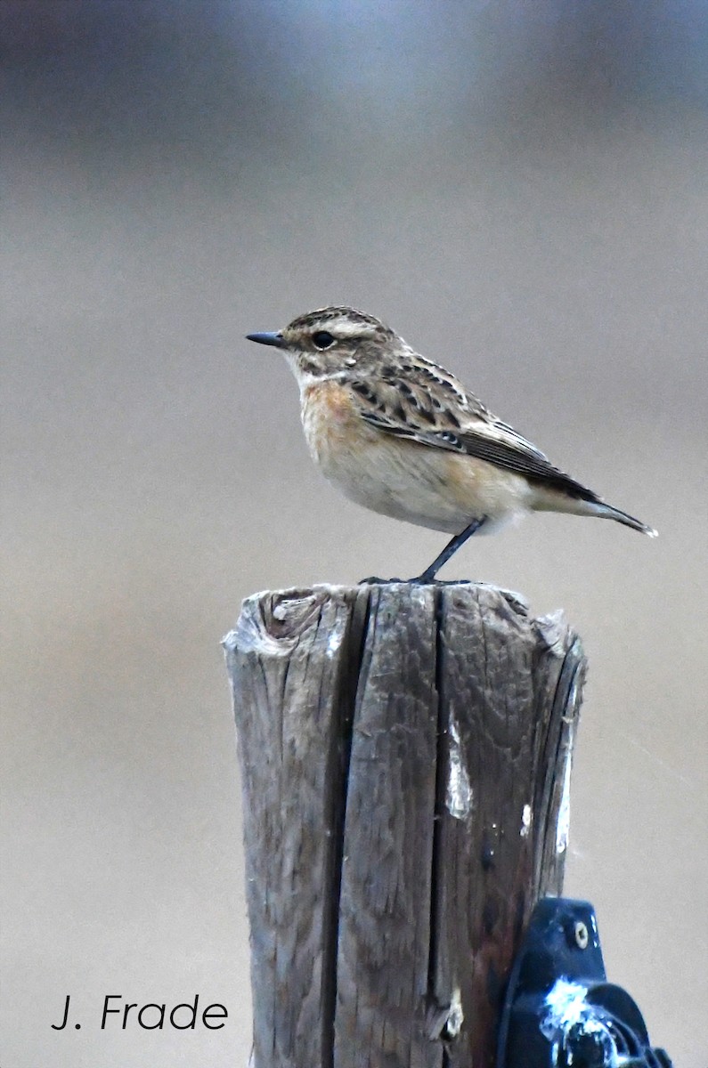 Whinchat - ML608583175