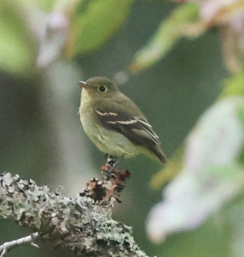 Empidonax, unbestimmt - ML608583519