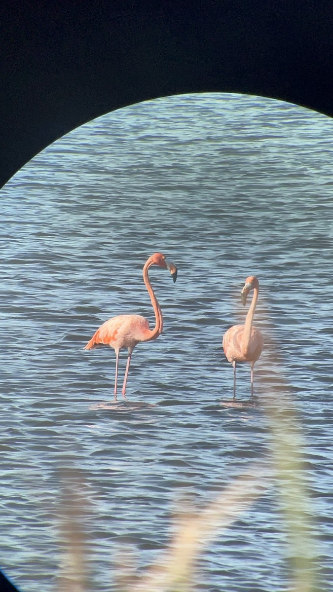 Amerika Flamingosu - ML608583911