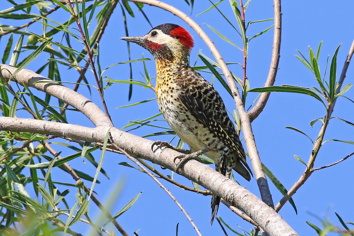 Green-barred Woodpecker (Golden-breasted) - Phillip Edwards