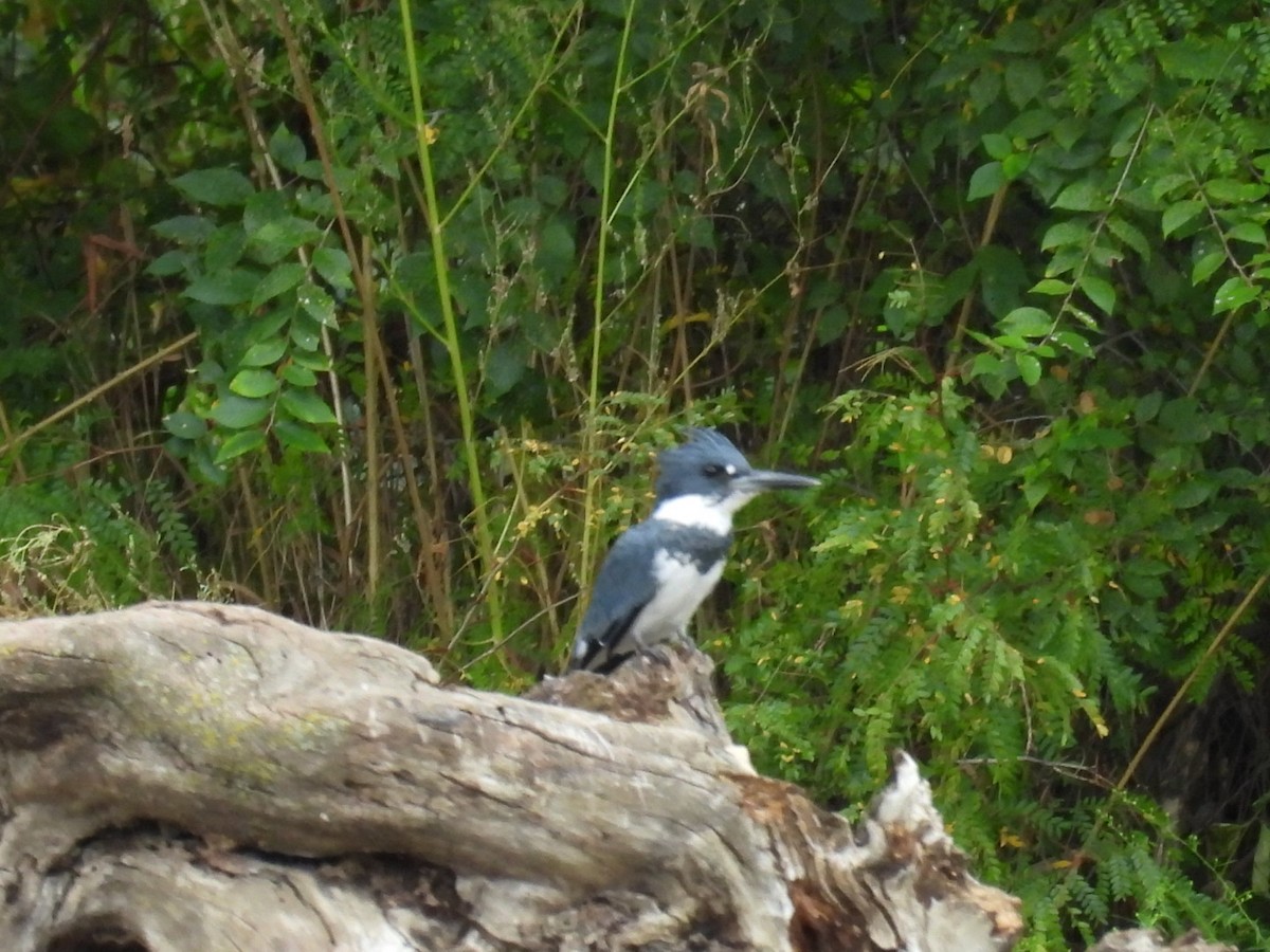 Belted Kingfisher - ML608584574