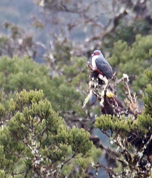 Papuan Mountain-Pigeon - ML608584671