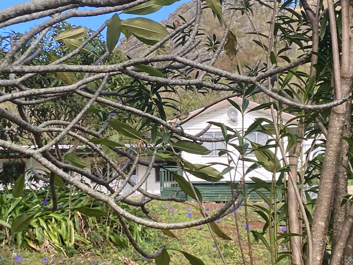 Pitcairn Reed Warbler - ML608584698