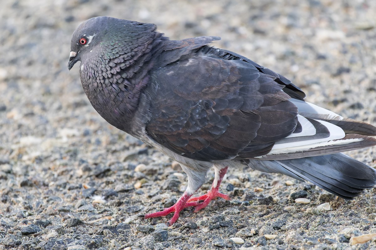 Rock Pigeon (Feral Pigeon) - ML608584998