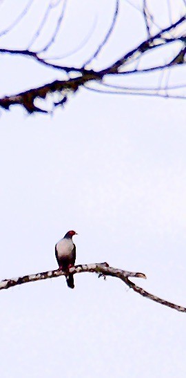 Papuan Mountain-Pigeon - ML608585181