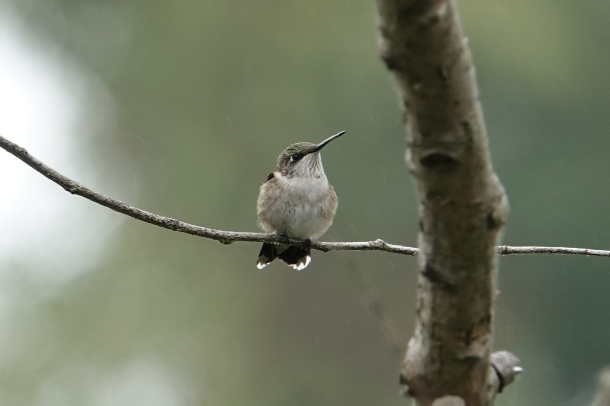 Ruby-throated Hummingbird - ML608585182