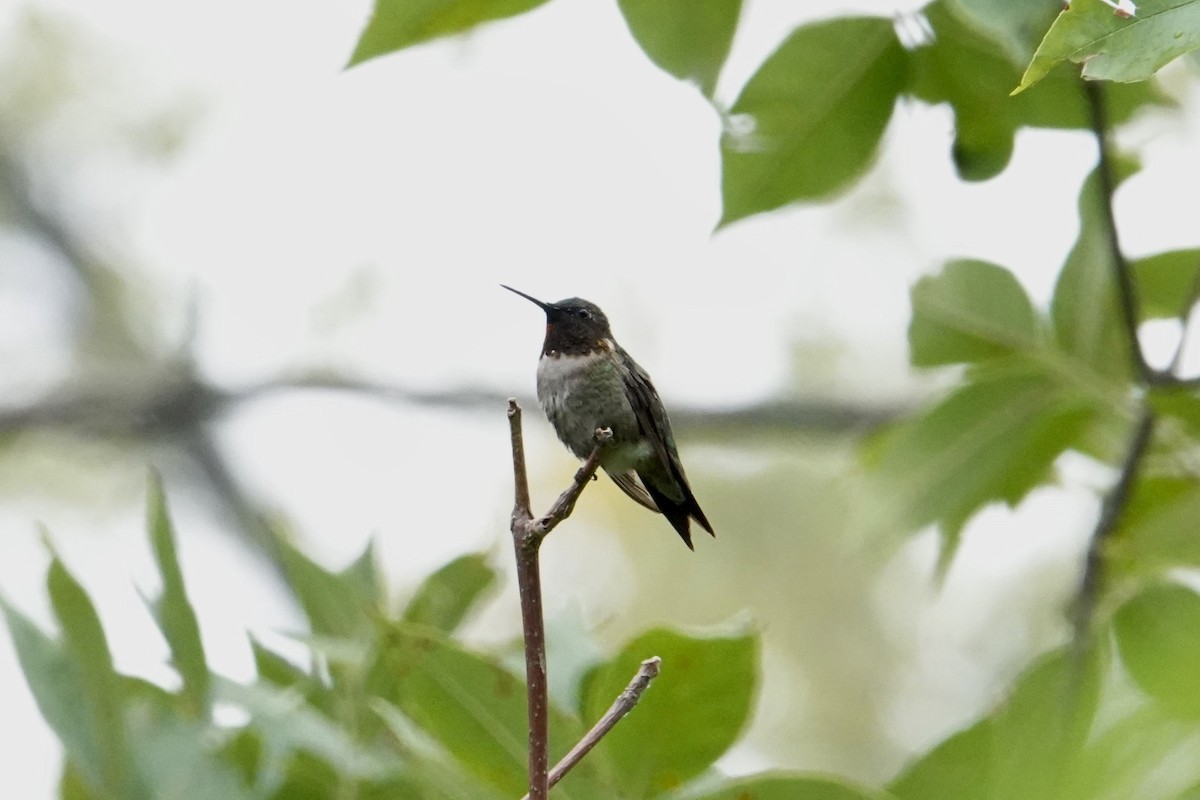 Ruby-throated Hummingbird - ML608585183