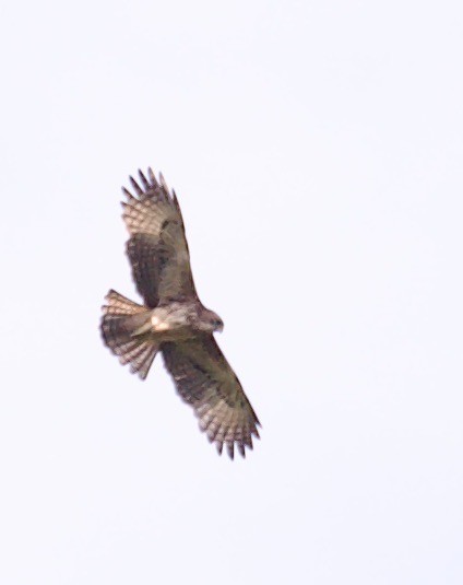 Pygmy Eagle - ML608585210