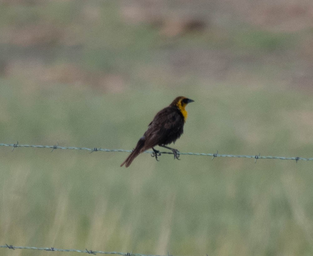 Yellow-headed Blackbird - ML608585307