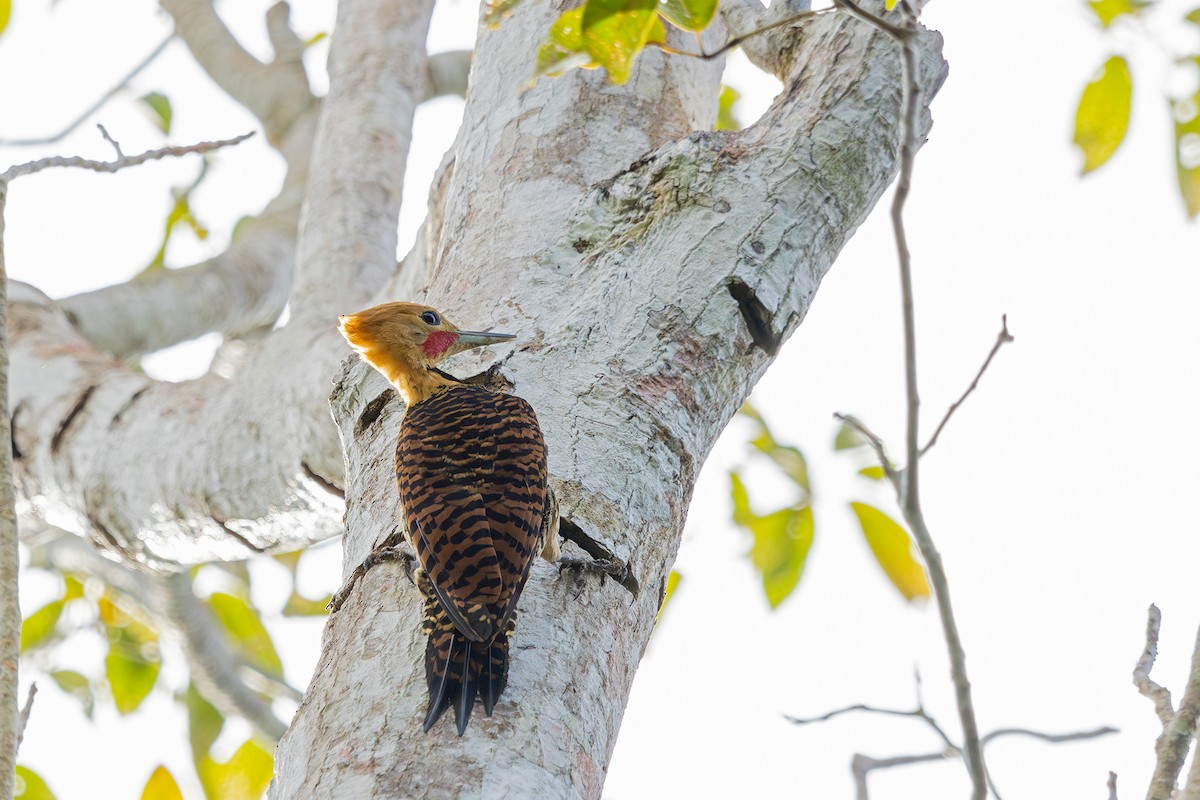 Ringed Woodpecker (Atlantic Black-breasted) - ML608585623