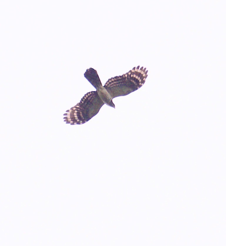 Long-tailed Honey-buzzard - ML608585758