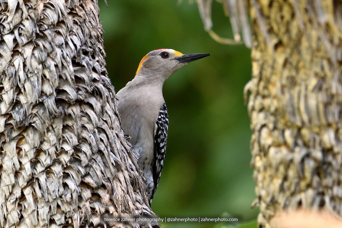 Golden-fronted Woodpecker - terence zahner
