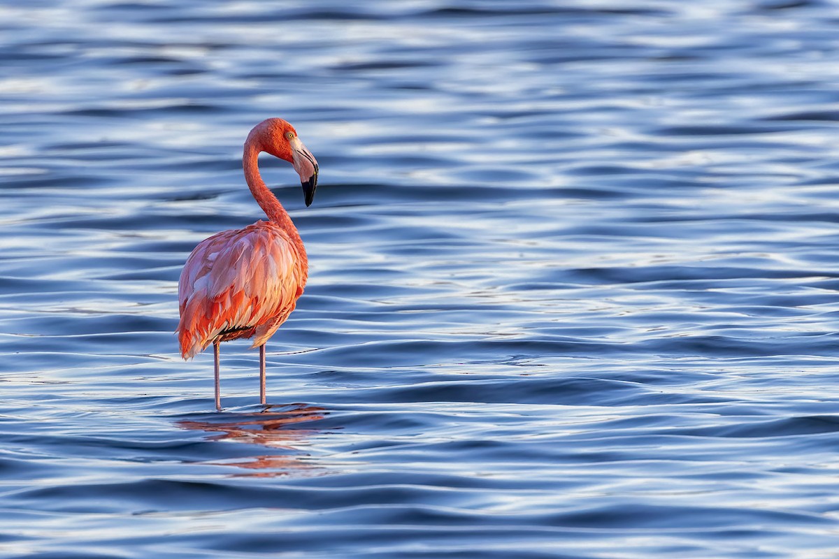 Amerika Flamingosu - ML608586153