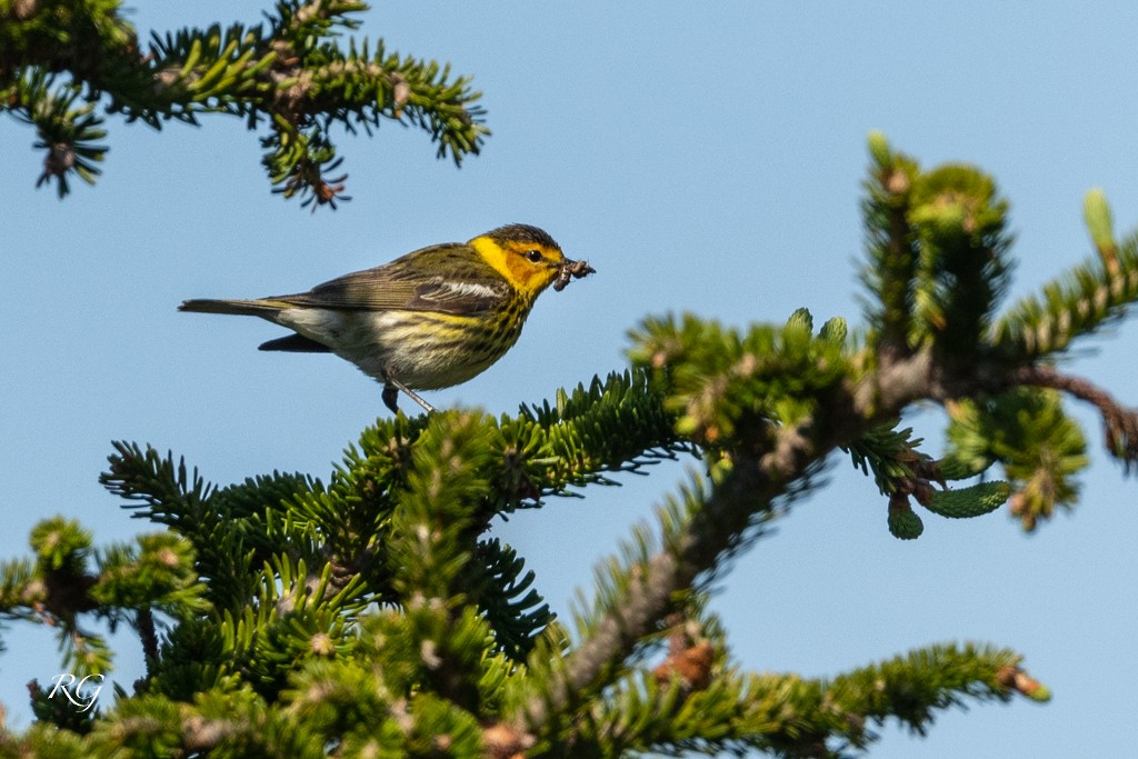 Cape May Warbler - ML608586412