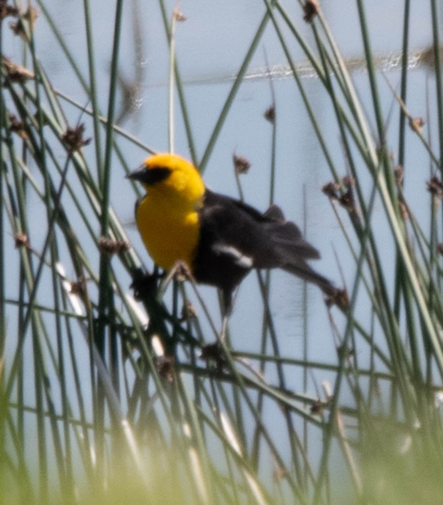 Yellow-headed Blackbird - ML608586947