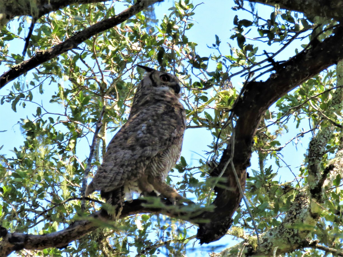 Great Horned Owl - ML608586990