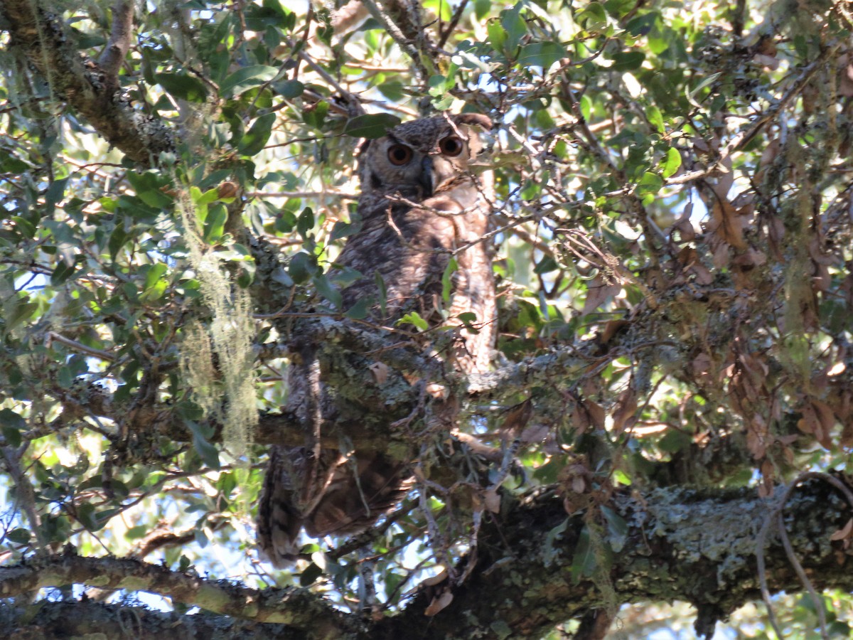 Great Horned Owl - ML608587002
