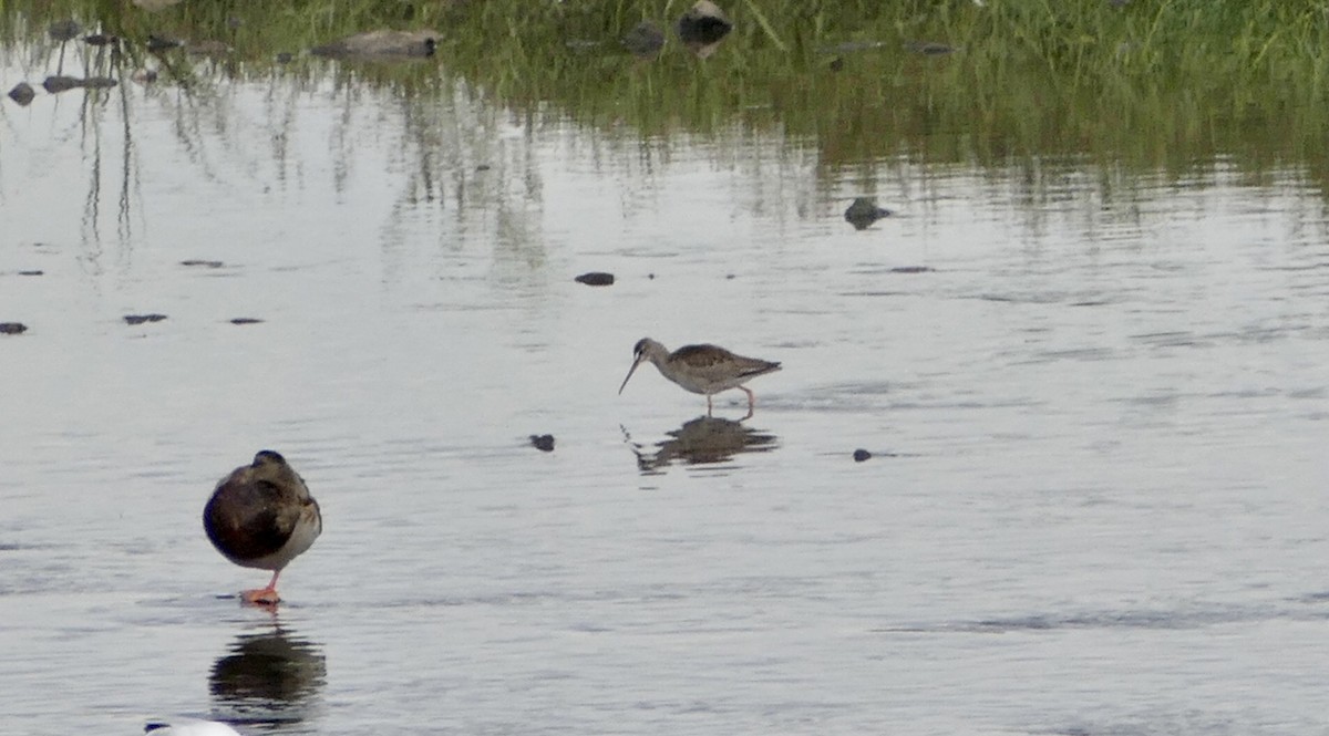 Spotted Redshank - ML608587038