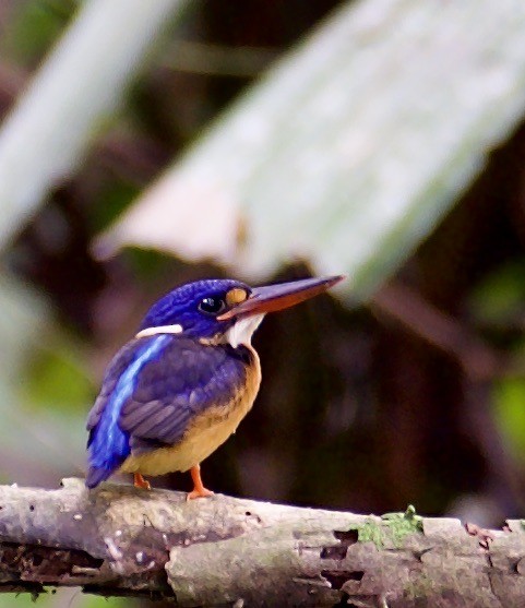 New Britain Dwarf-Kingfisher - Marcia Balestri