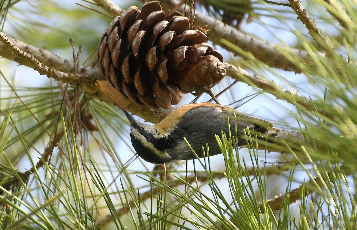 Red-breasted Nuthatch - ML608587652