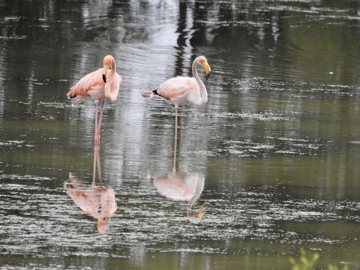 American Flamingo - Victoria  Sindlinger
