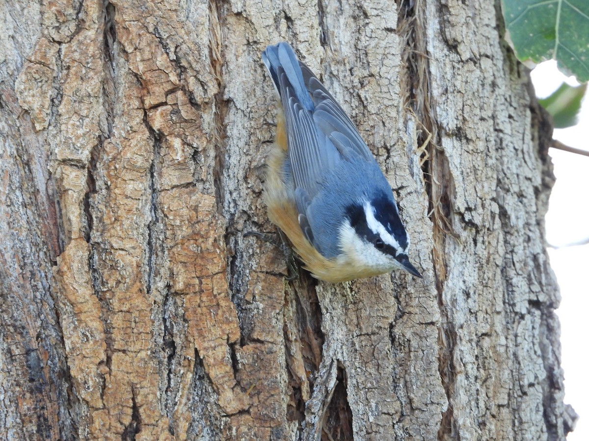 Red-breasted Nuthatch - ML608588068