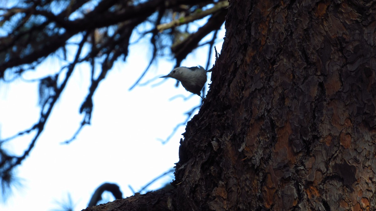 White-breasted Nuthatch - Eric Ray