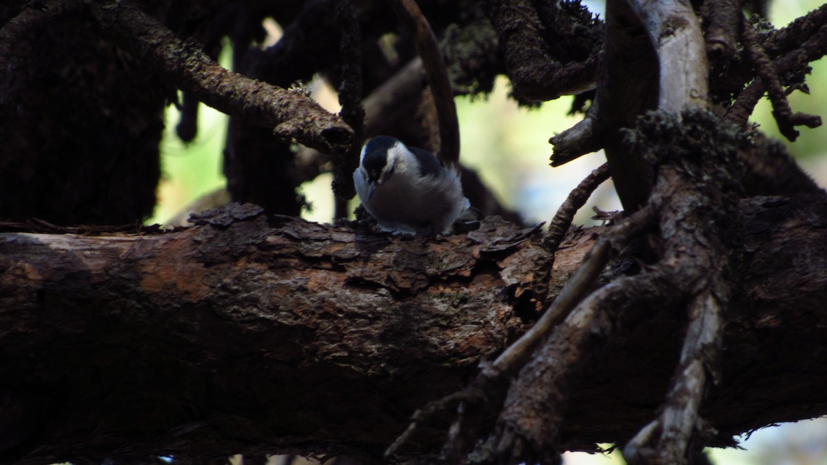 White-breasted Nuthatch - ML608588249