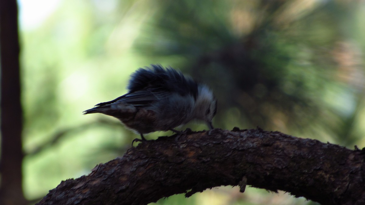 White-breasted Nuthatch - ML608588250