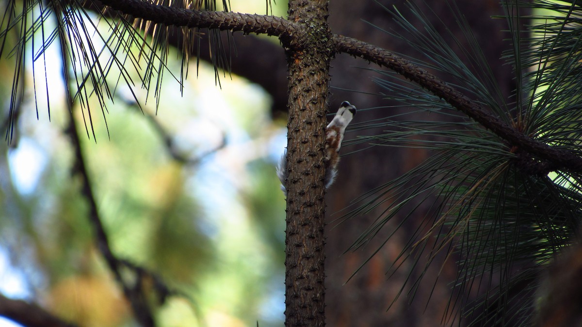 White-breasted Nuthatch - ML608588251