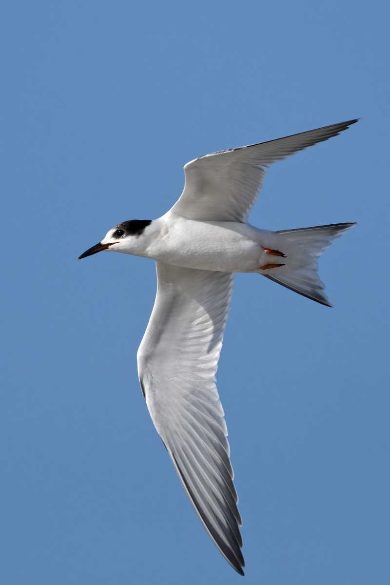Common Tern - ML608588546