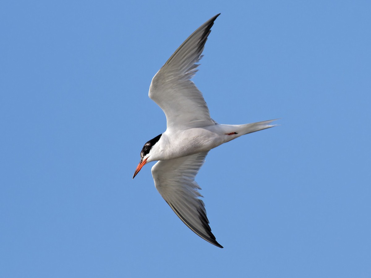 Common Tern - ML608588549