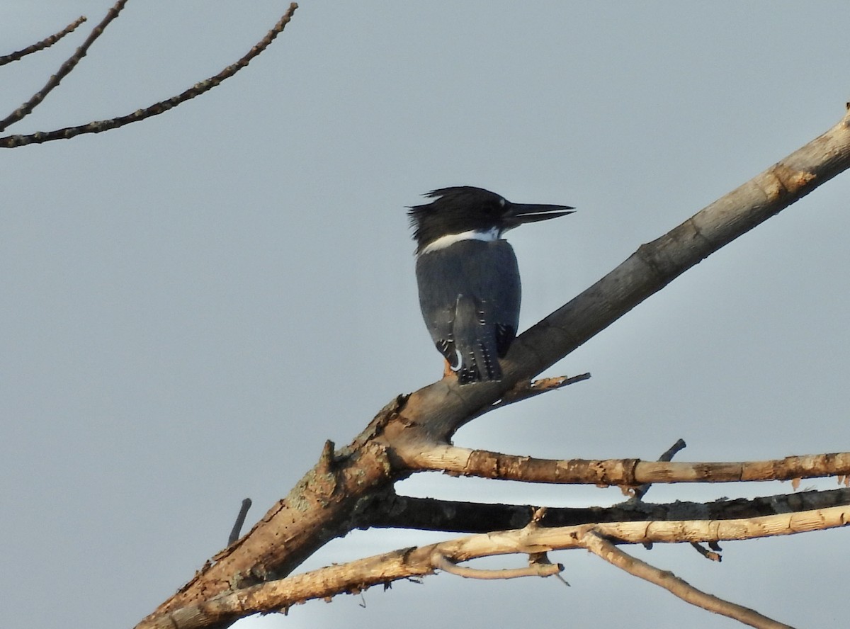 Belted Kingfisher - ML608588829