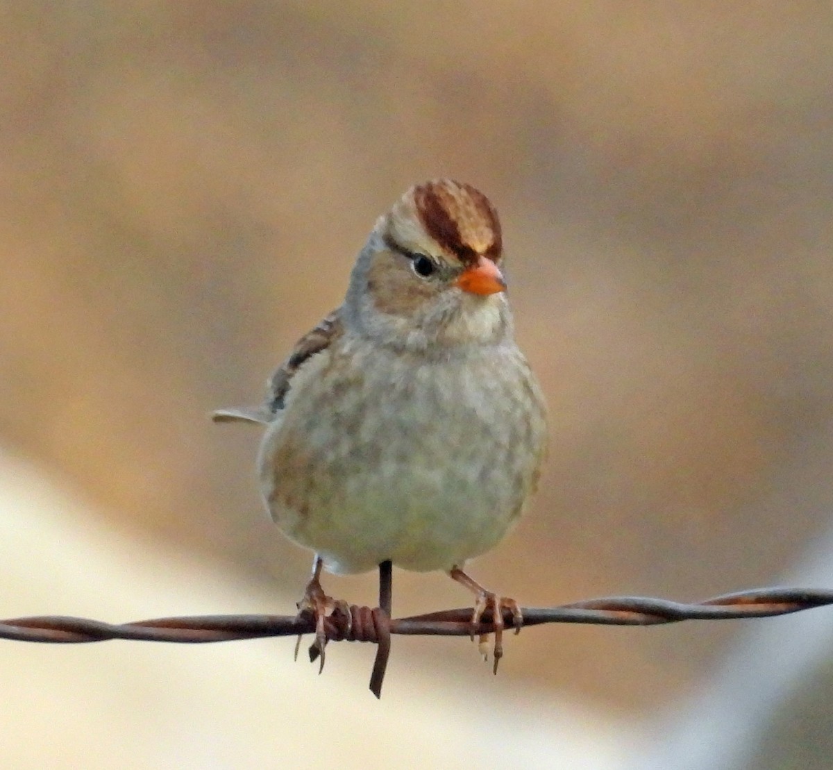 White-crowned Sparrow - ML608589712
