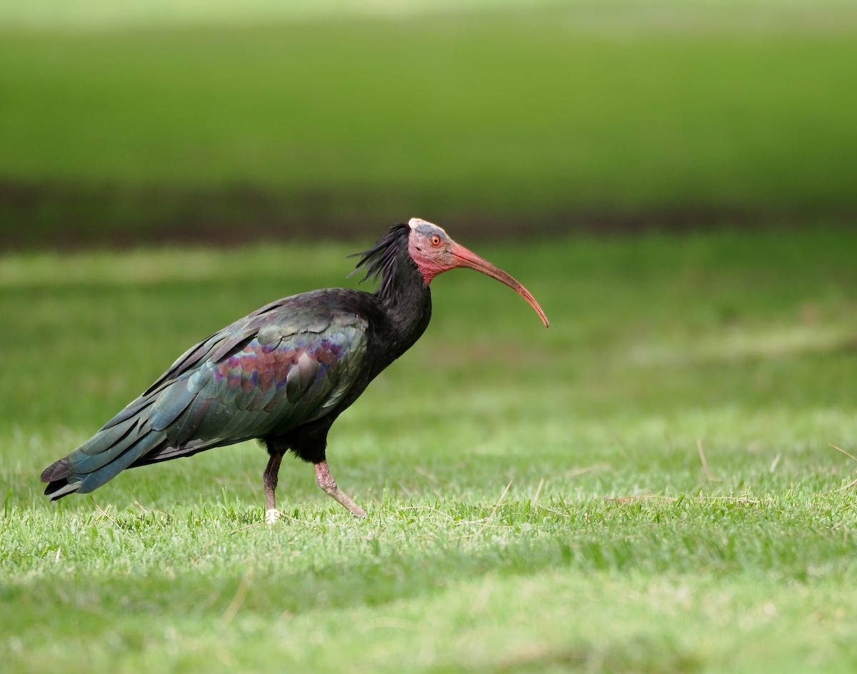 skallet ibis - ML608589737