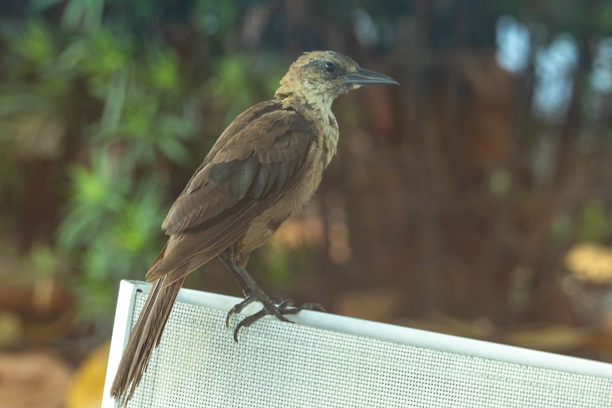 Boat-tailed Grackle - ML608589830