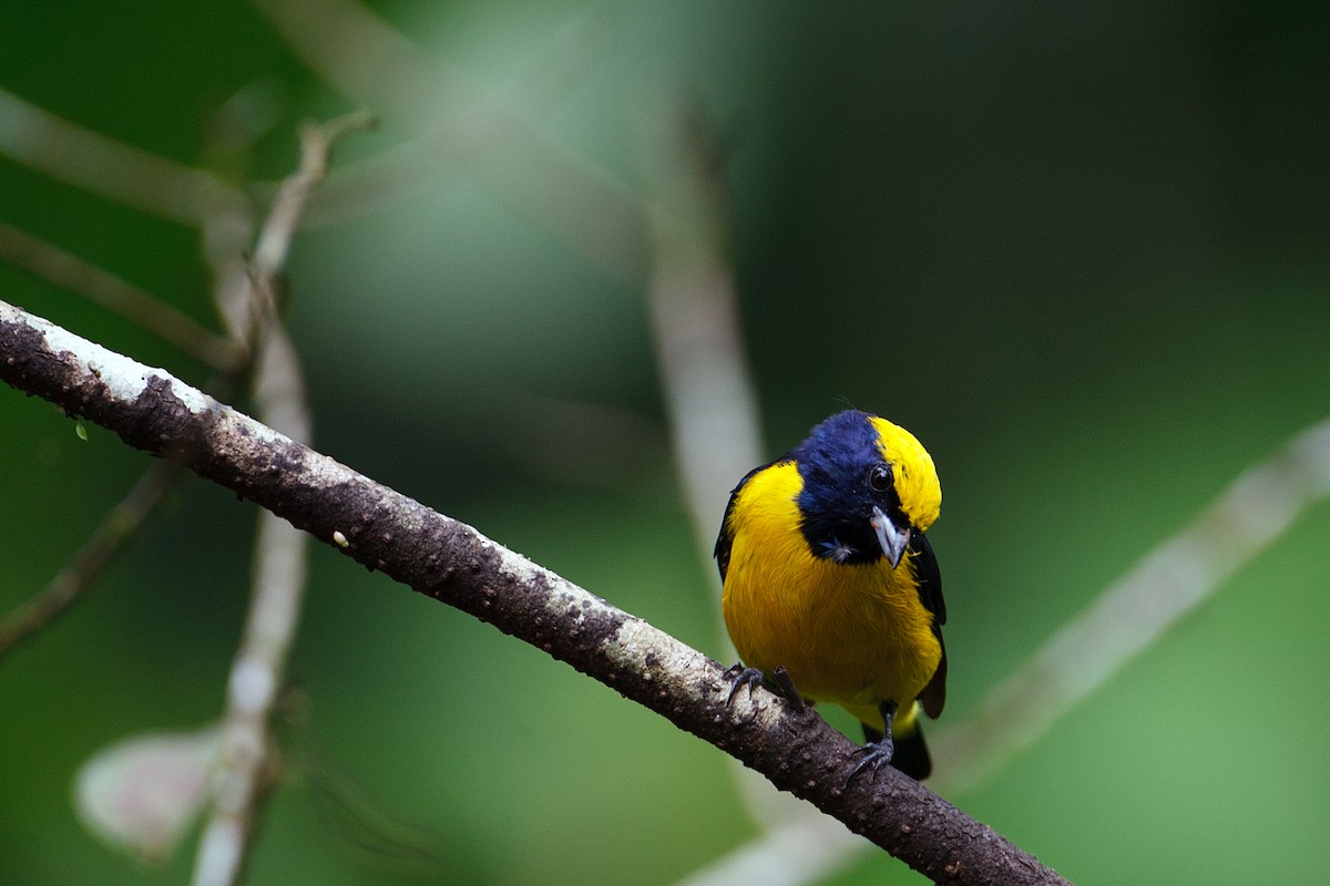 Yellow-crowned Euphonia - Anonymous