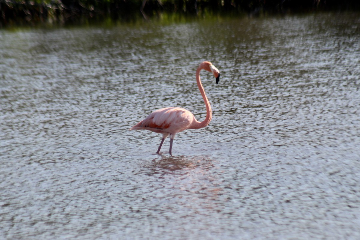 eBird Checklist 7 Sep 2023 Honeymoon Island SP 43 species (+1
