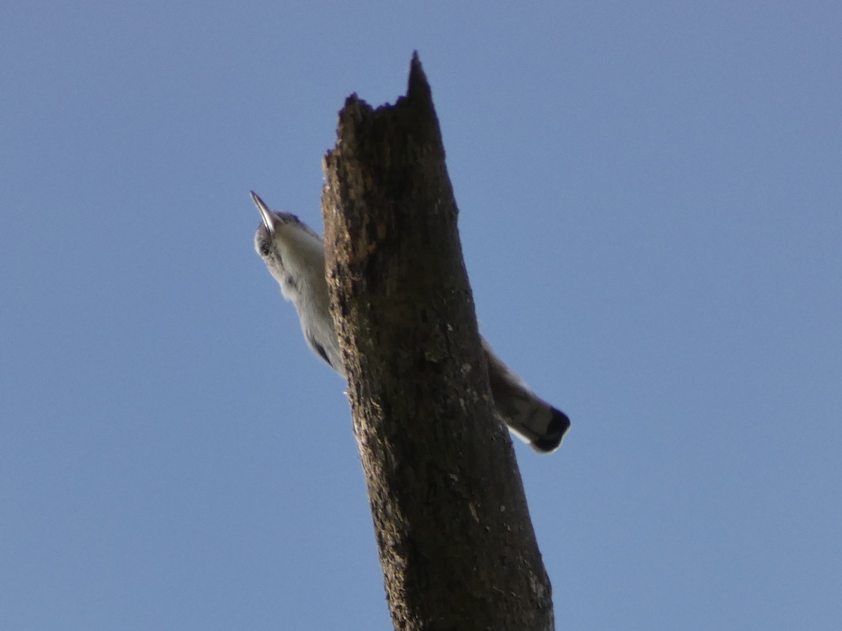 White-breasted Nuthatch - ML608590685
