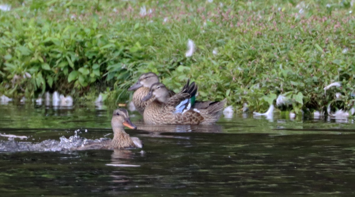 Blue-winged Teal - ML608590883