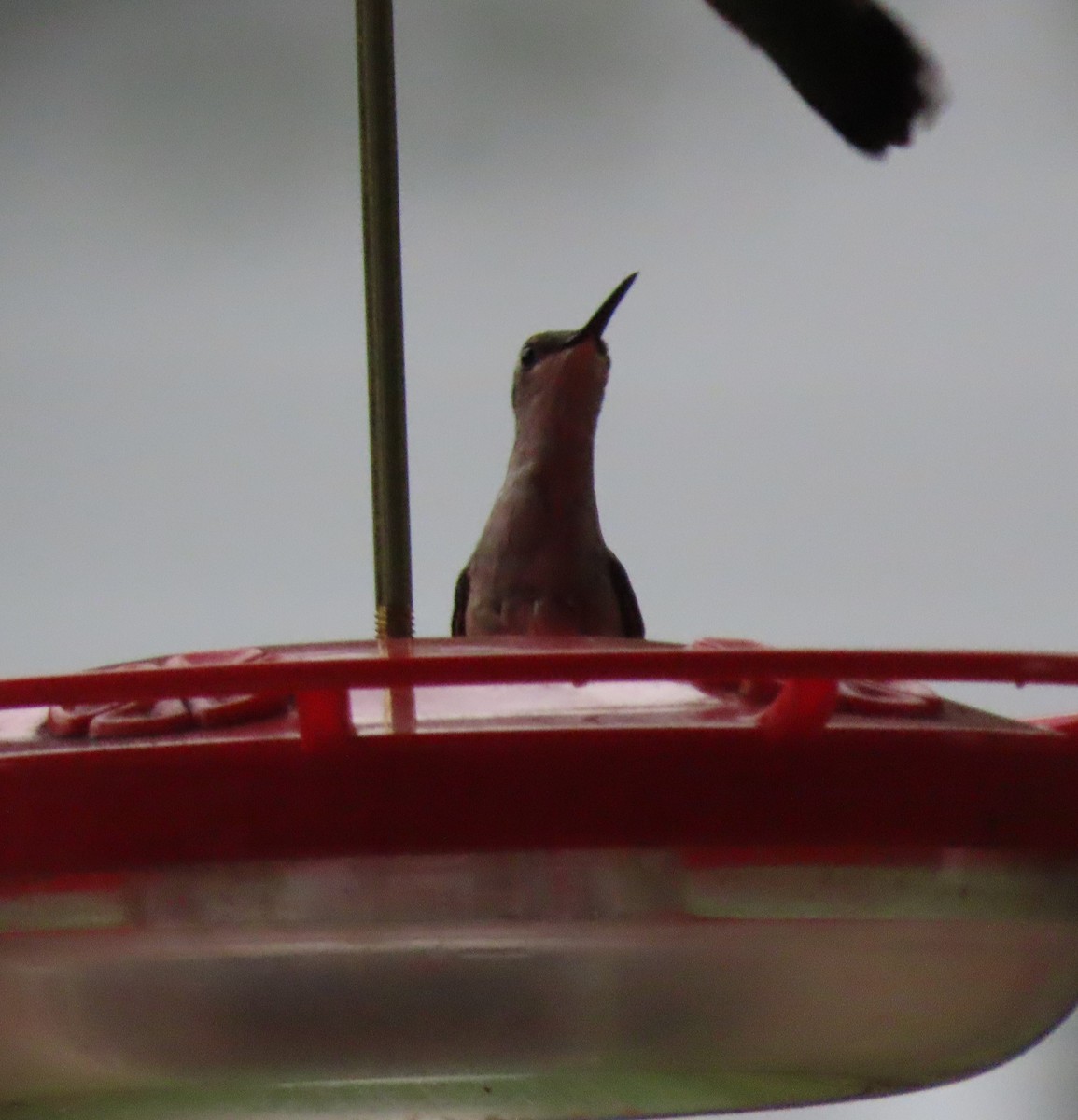 Ruby-throated Hummingbird - ML608590890