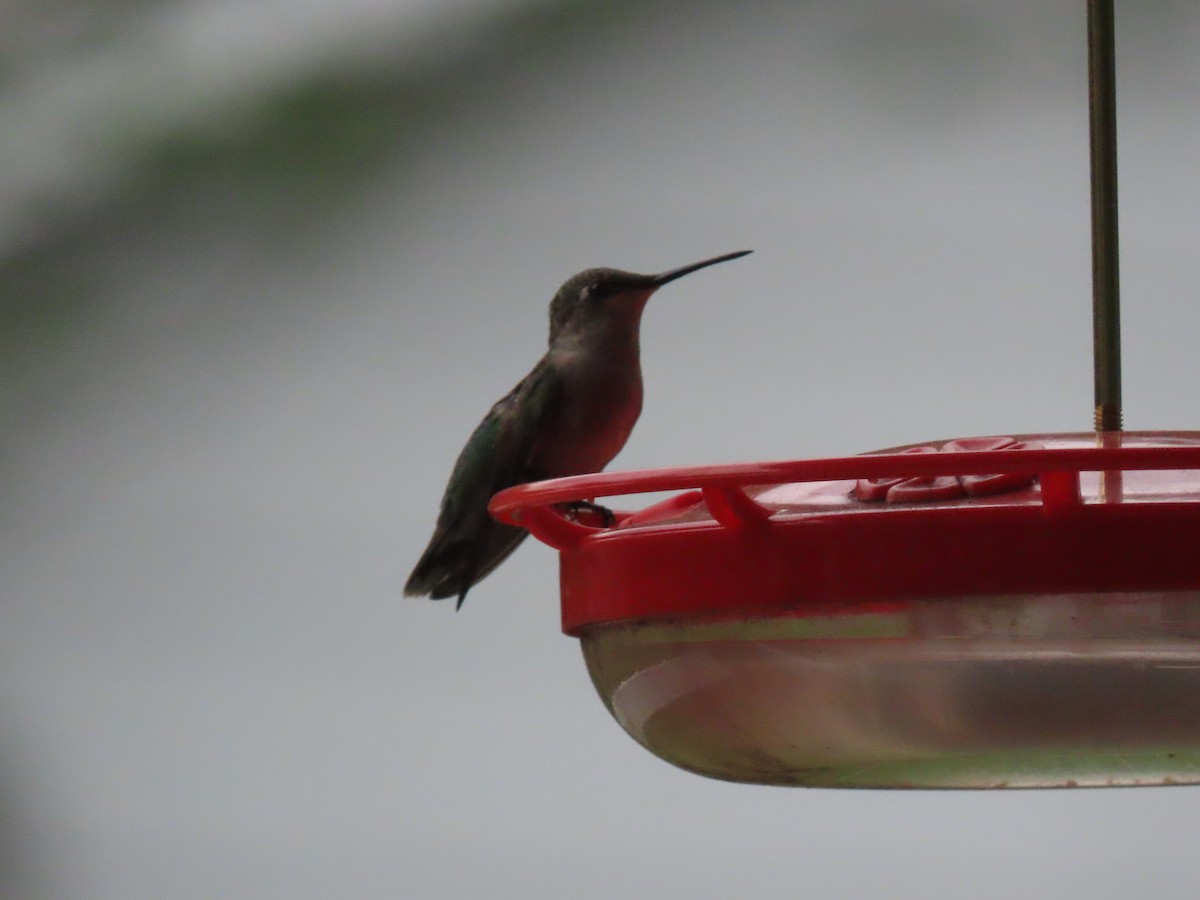 Ruby-throated Hummingbird - ML608590894