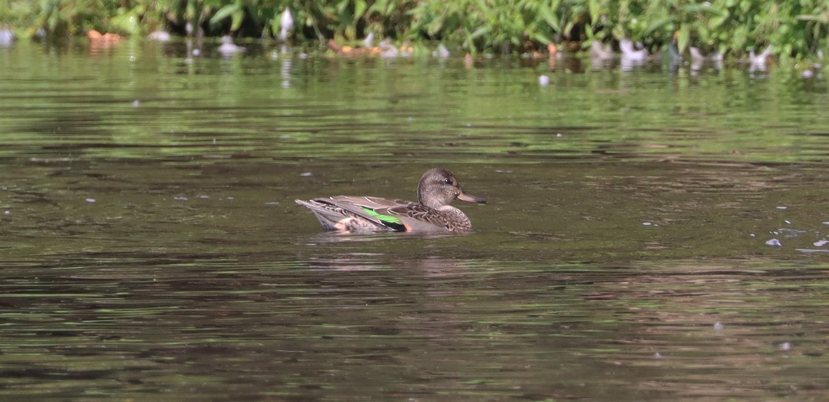 Green-winged Teal - ML608591023