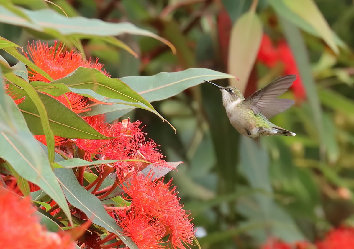 Ruby-throated Hummingbird - ML608591279