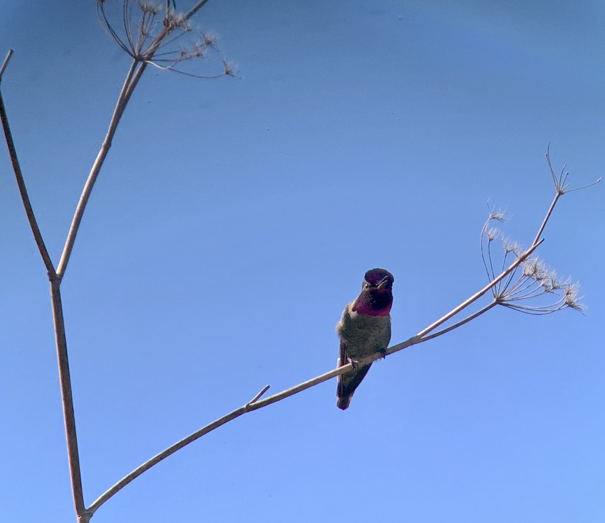 Anna's Hummingbird - ML608591349