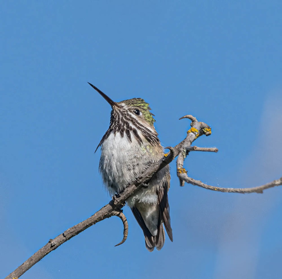 Calliope Hummingbird - ML608591472