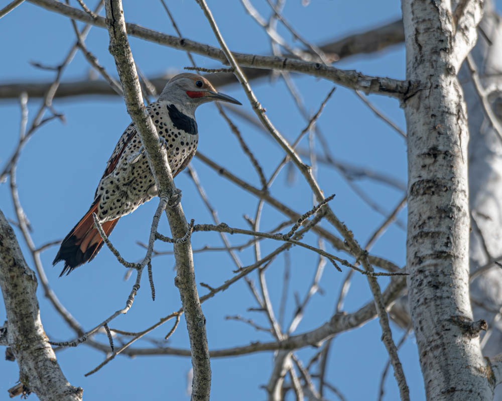 Northern Flicker (Red-shafted) - ML608591559