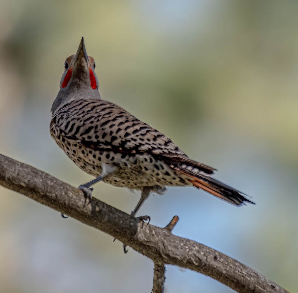 Northern Flicker (Red-shafted) - Carlton Cook
